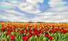 -N* 8971-Nurit Granot-נורית גרנות : Thumb 1